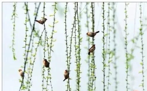 怎样和柳树拍出美丽的大片,怎样拍柳树拍出大片感