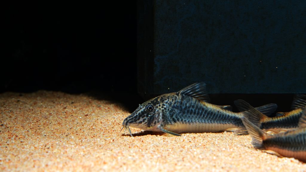 养鼠经验总结,鼠鱼的养殖方法和注意事项