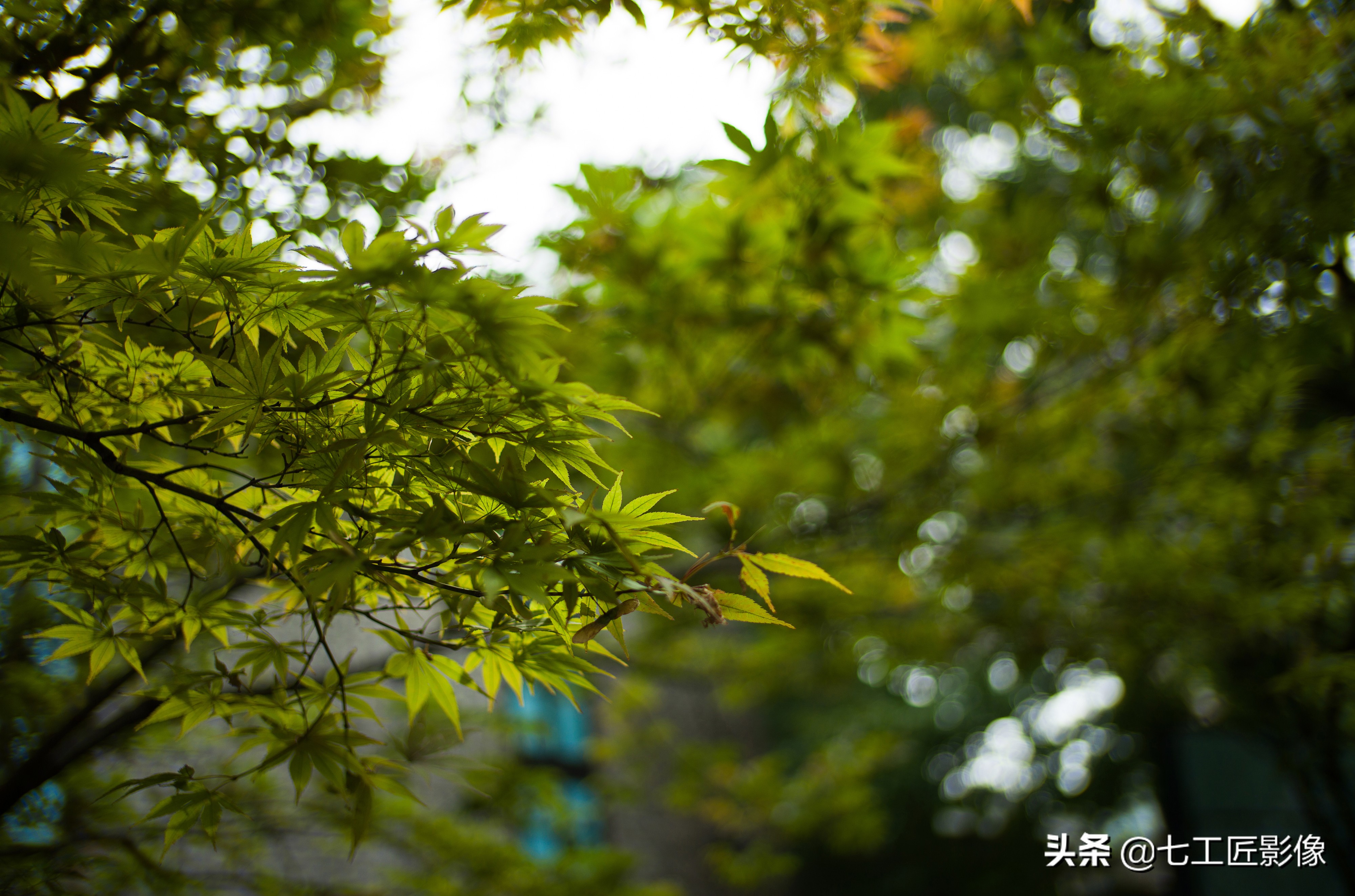 永诺50mmf1.8和七工匠35mmf1.4,七工匠人文镜头