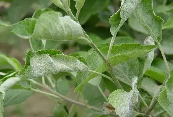 白芨病害及防治,白粉病用药防治