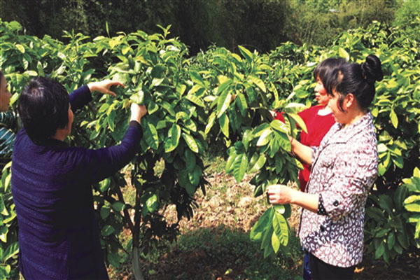 一个柚子一般有多重,柚子结果树怎样管理