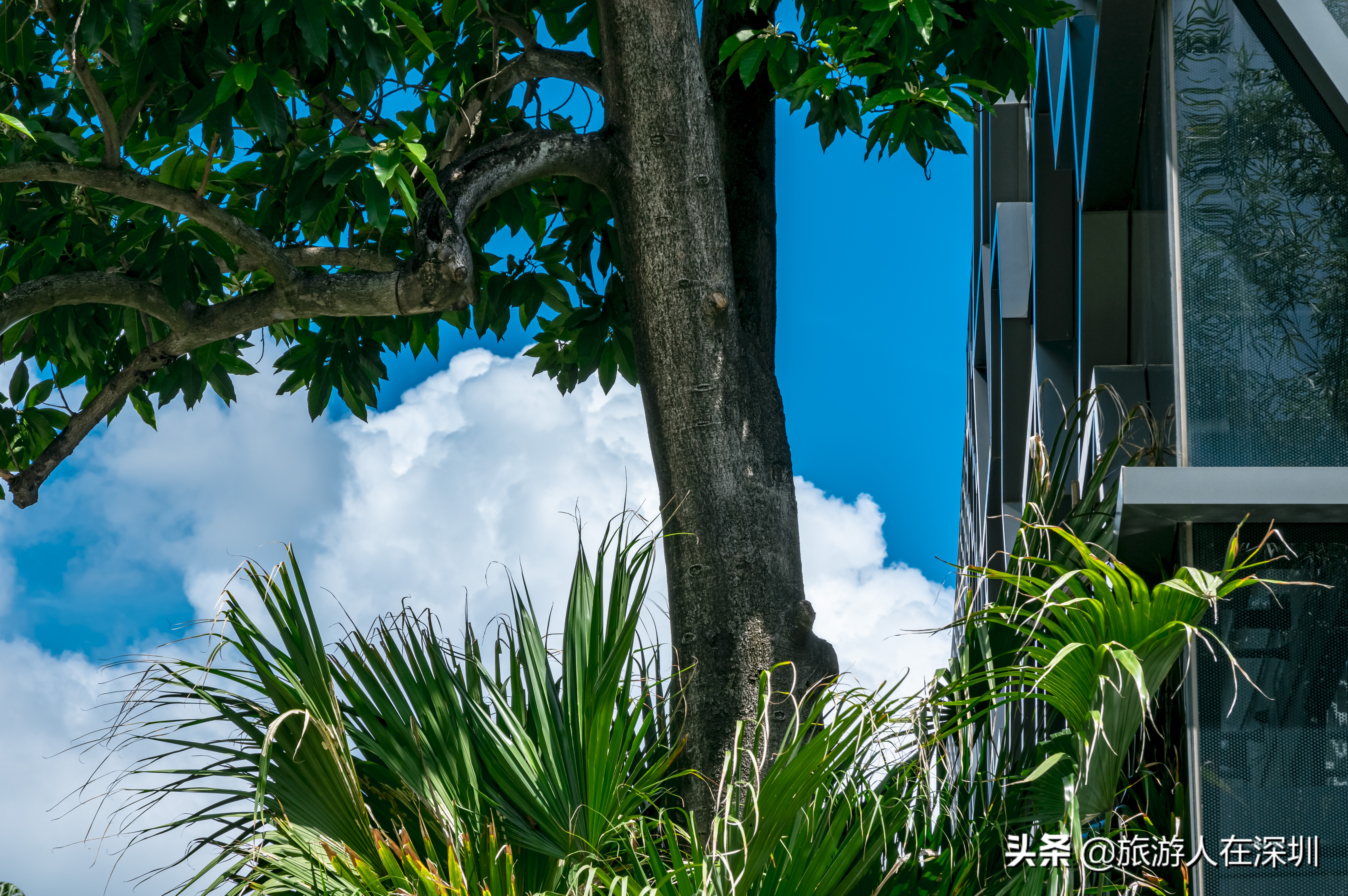 深圳美术馆新馆外观,深圳市华美术馆外景