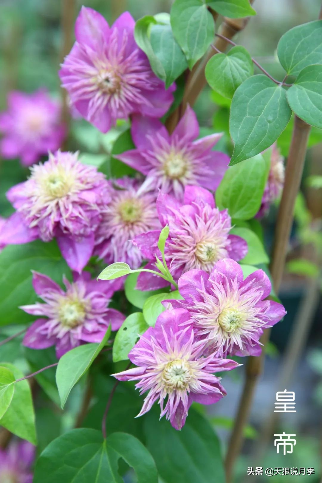 10元3棵铁线莲苗多色,铁线莲苗圃视频