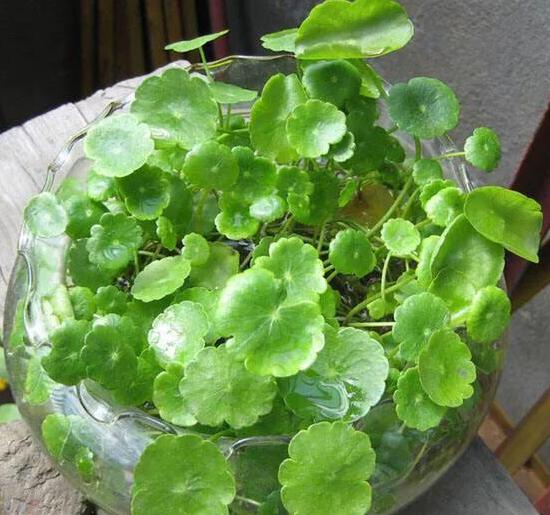 在家里养殖致富,发财树黄叶烂根怎么处理