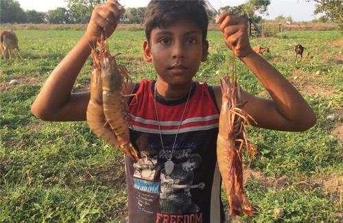 中国拒收印度虾,中国进口印度大虾