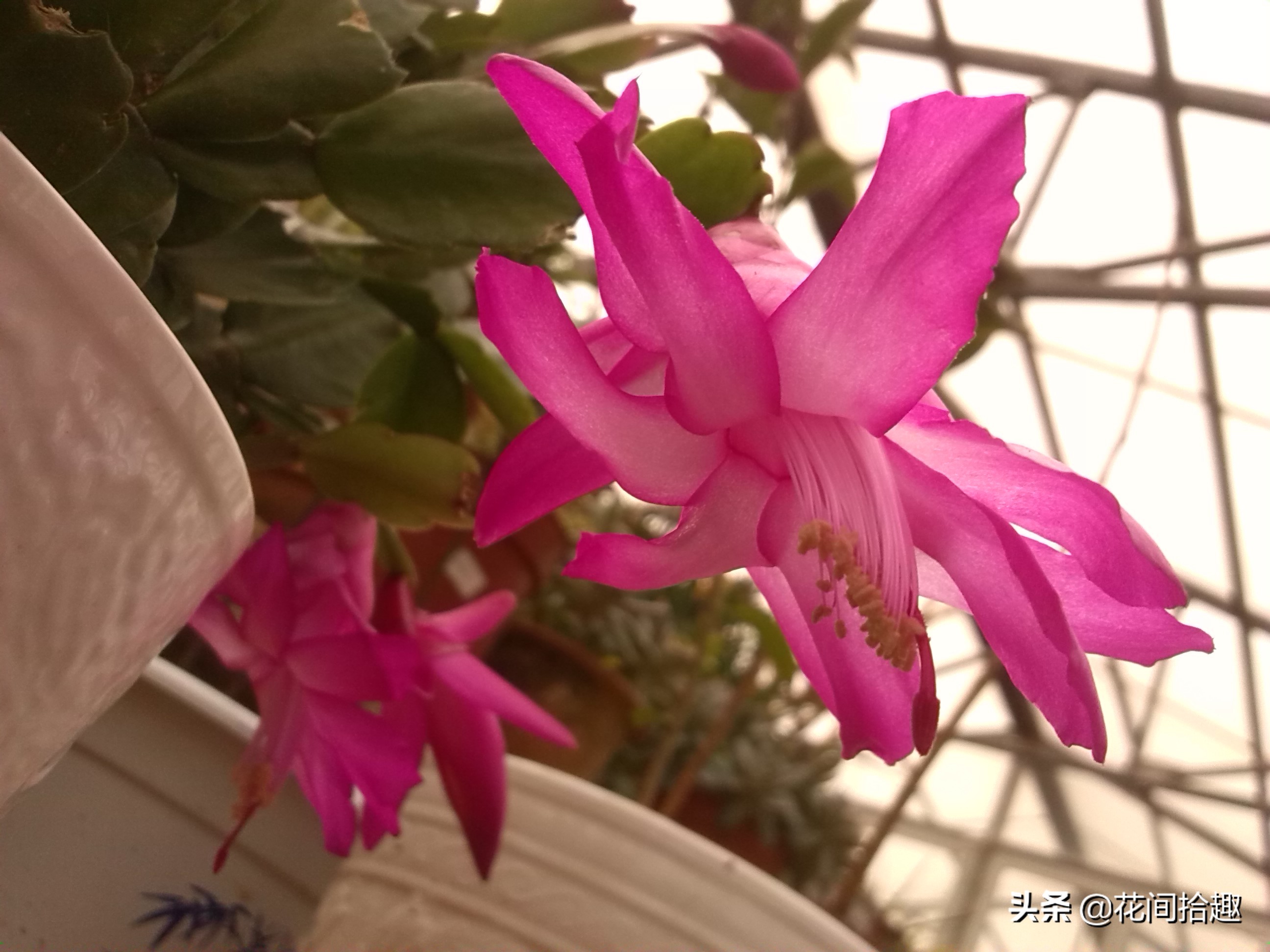 万重山多肉植物仙人掌易养,万重山多肉植物仙人掌