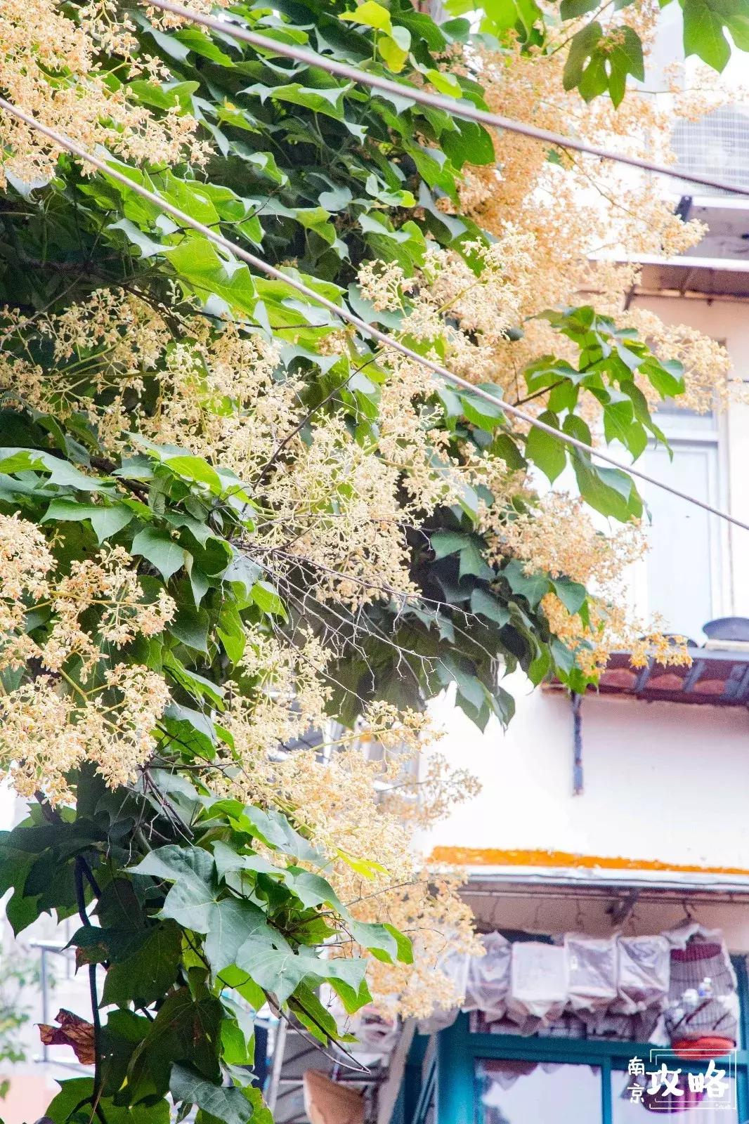 慧园里，南京城中，时光交错的角落