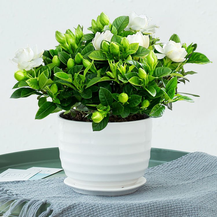 养花晚上浇水好还是早上浇水好,夏天养花怎么浇水最好