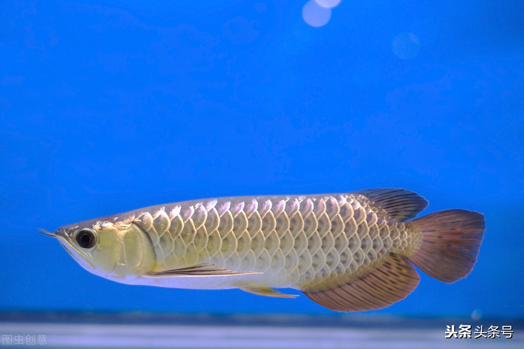 故事新编叶公好龙,故事叶公好龙