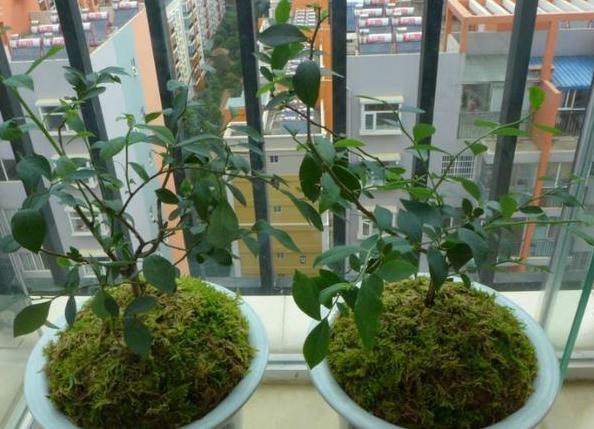 盆栽土越多越好吗,盆栽里面的土太实了怎么办