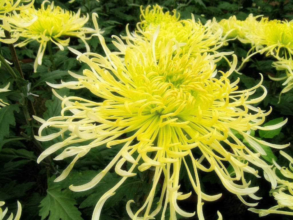 菊花冬天枯萎要修吗,冬天菊花开败后叶子枯萎怎么修剪