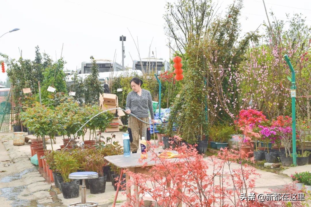 三圣花卉市场正规吗,三圣乡花卉市场今日现状