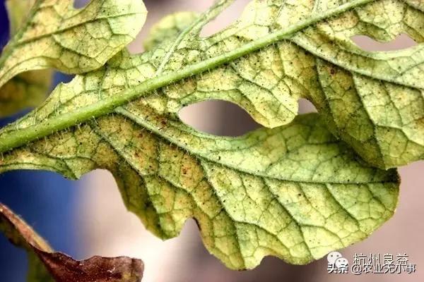 新版西瓜病虫害解决方案,2020西瓜病害视频