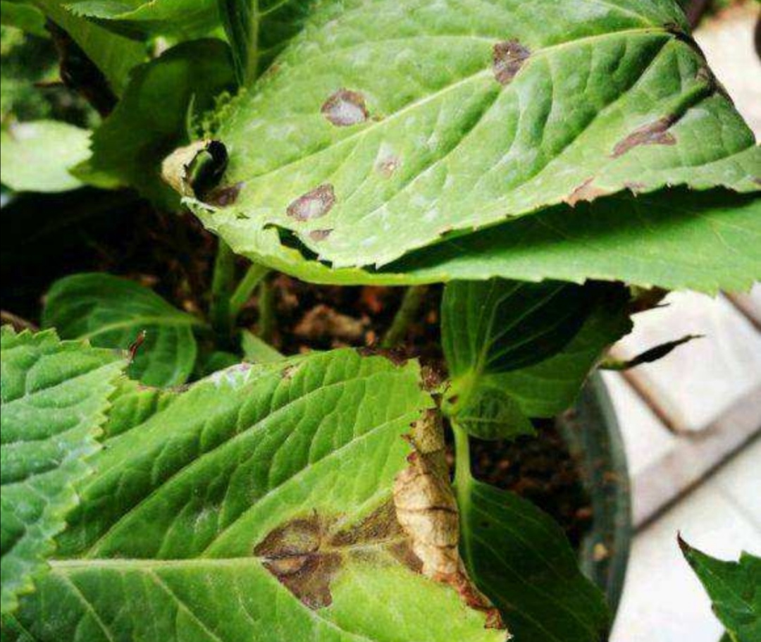 刚买的绣球无尽夏叶片发黄怎么办,绣球花苗叶子发黄枯萎是什么原因