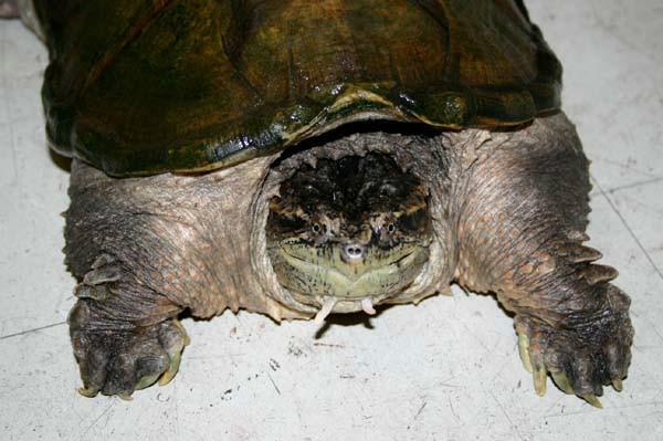 宠物拟鳄龟怎么样上手,家养宠物鳄龟有几种龟种