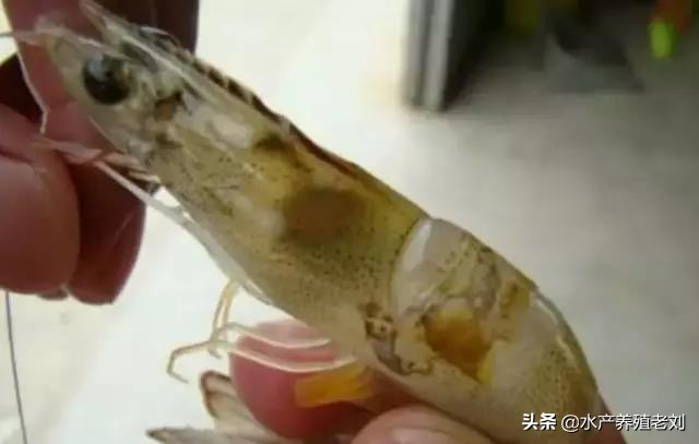 干货，还在花钱学习白对虾养殖方法么？你要的课程这里都有