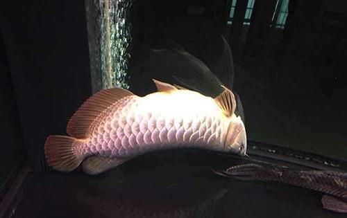 想把鱼养好，先把过滤这点事儿整明白就算向前迈了一大步