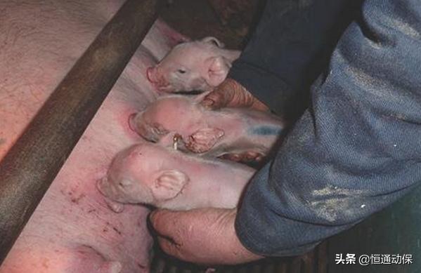 母猪分娩率计算公式,母猪分娩护理技巧