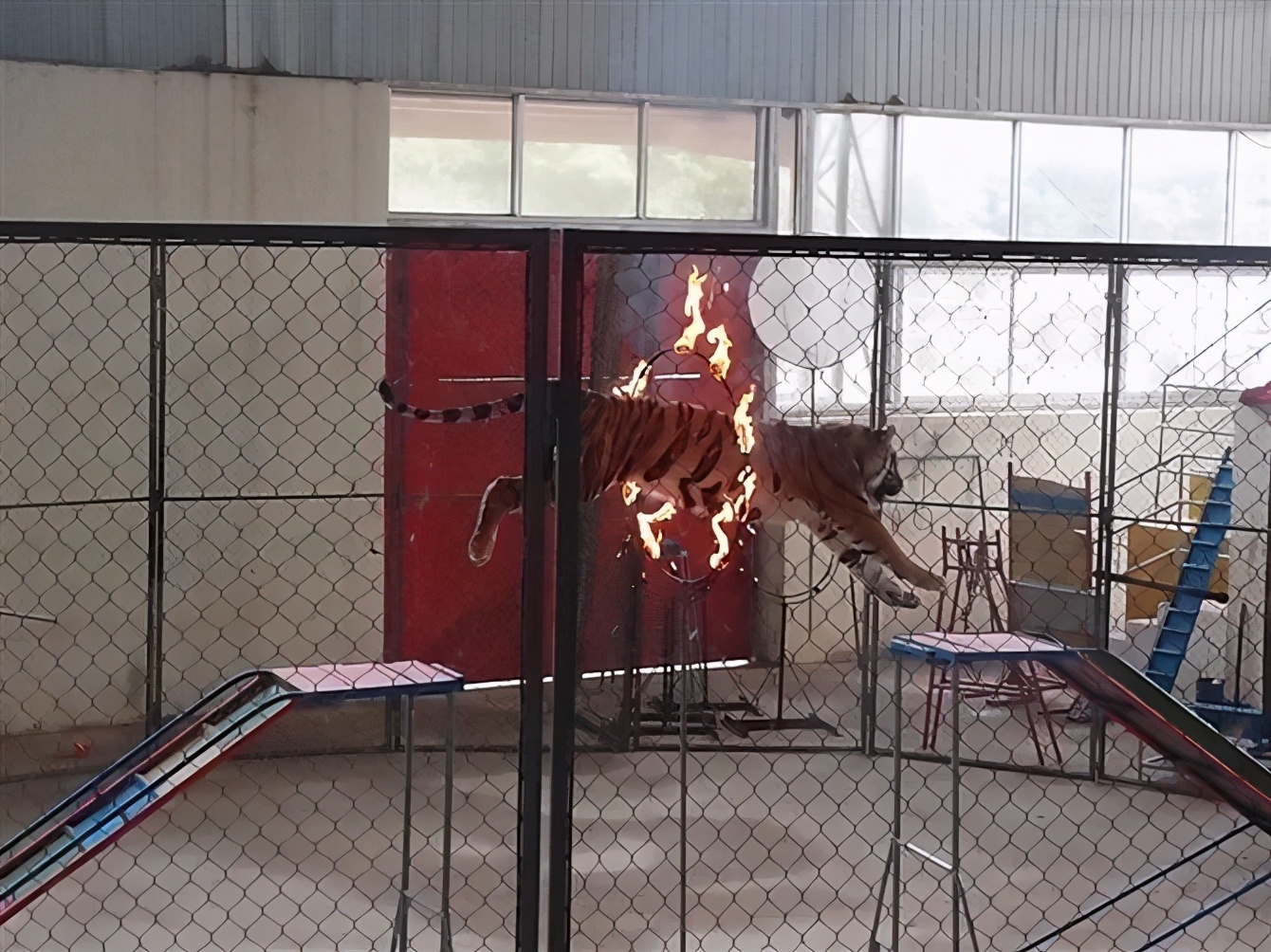 八达岭动物园观看老虎,八达岭动物园游玩