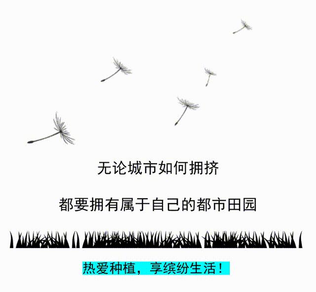 小盆栽什么种子发芽最快好,促进盆栽发芽的最好方法