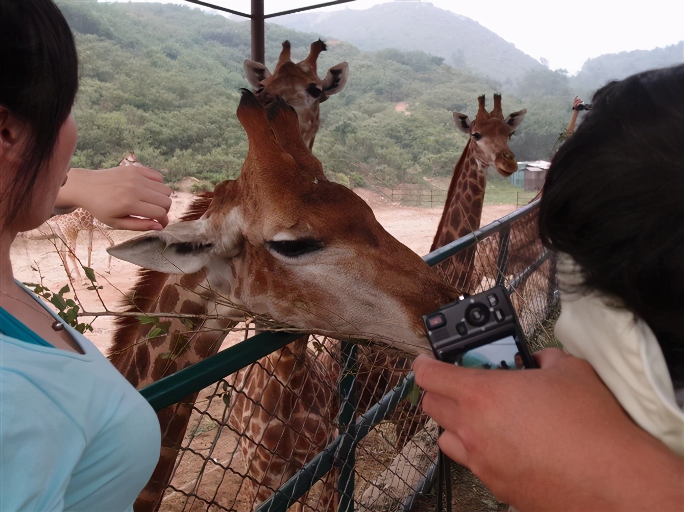 八达岭动物园观看老虎,八达岭动物园游玩