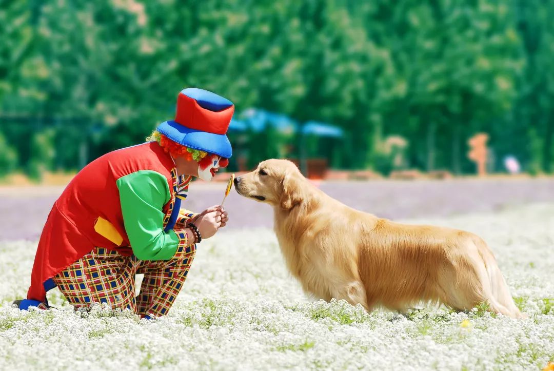 如何挑选一只好的金毛,怎么挑选性格好的小金毛