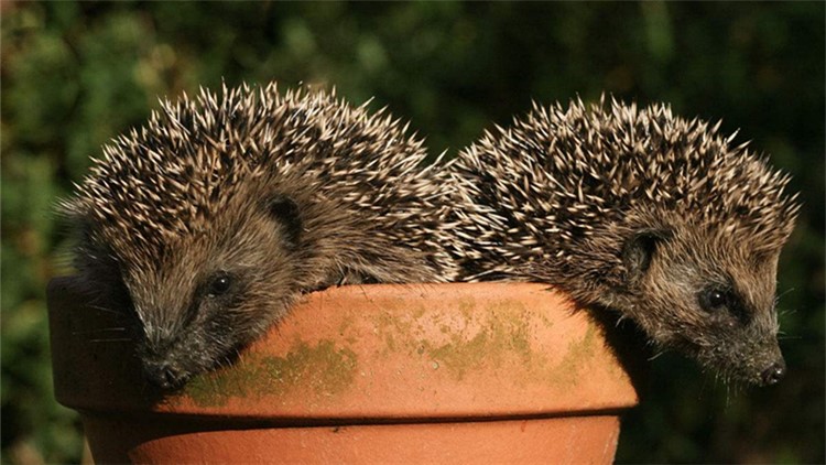 非洲迷你刺猬眼睛疾病,刺猬的症状