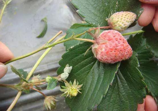 稻粒黑粉病防治药剂,治粉虱最好最快的方法