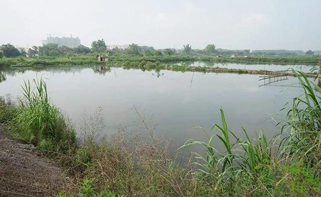 鱼应激反应怎么抢救,鱼类应激反应是什么意思