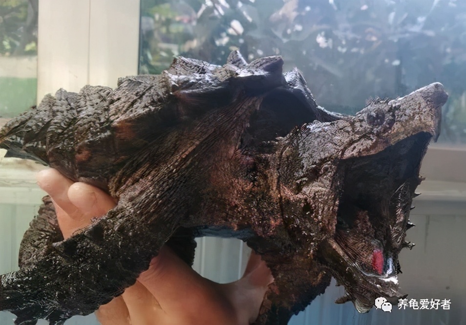 真正的大鳄龟，你可曾了解过？