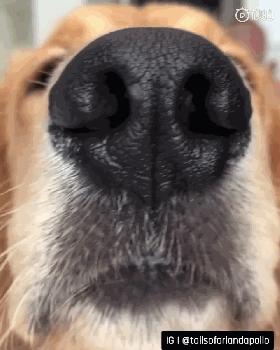 科学养犬四个标准是指哪些,科学养宠攻略狗不能吃什么