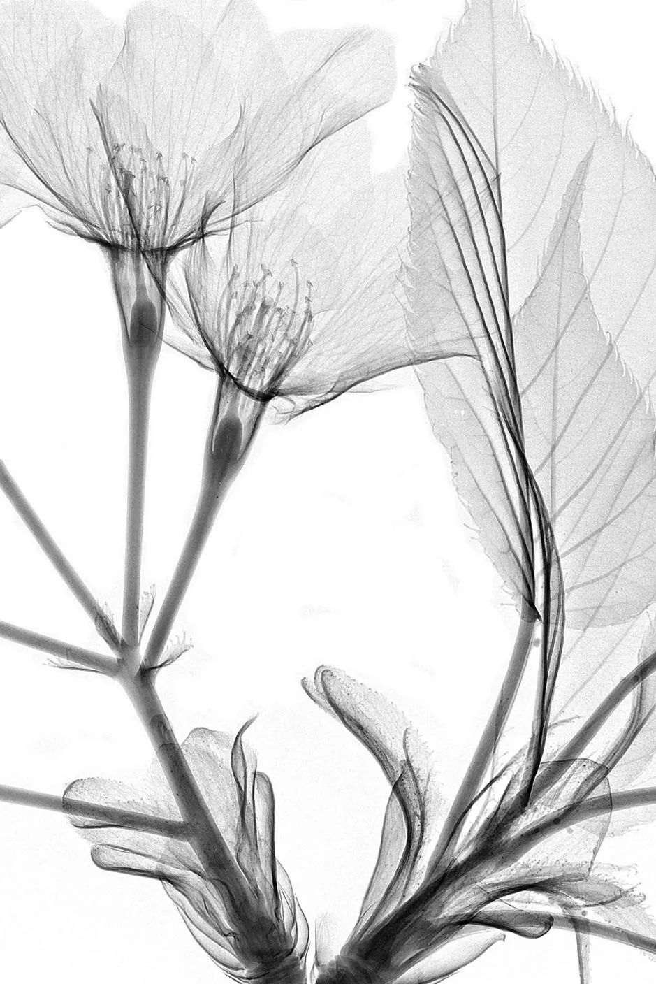 绉戠爺澹佺焊,绉戠爺浜虹殑鏂板勾澹佺焊