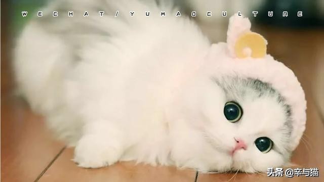 猫咪严重缺钙的症状能补救吗,猫咪缺钙后腿无力补钙后能改善吗