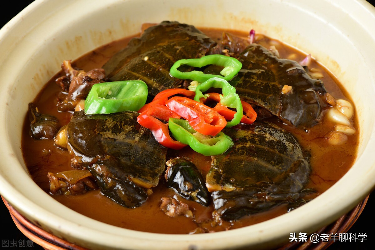 长出白斑!恒河鳖被宠到自然老死而泛滥,中国吃货能解决吗?