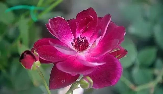 每天学习一点点各种花代表的花语,每天学习一朵花知识