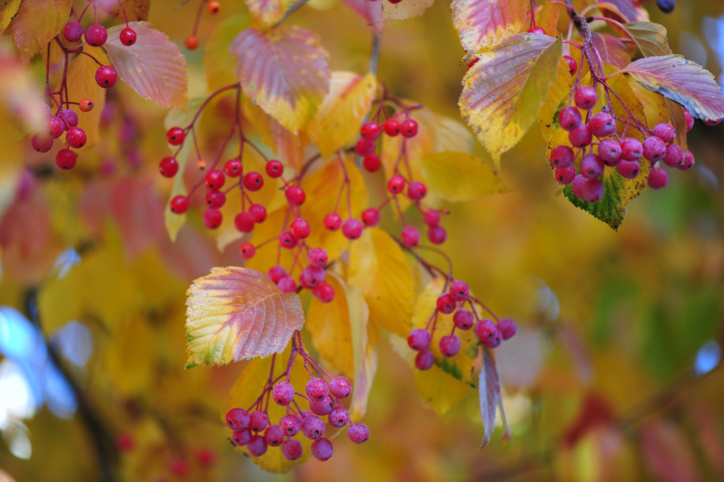 #植物鉴赏#秋日有惊喜，又好看又好吃——水榆花楸，韩国的？