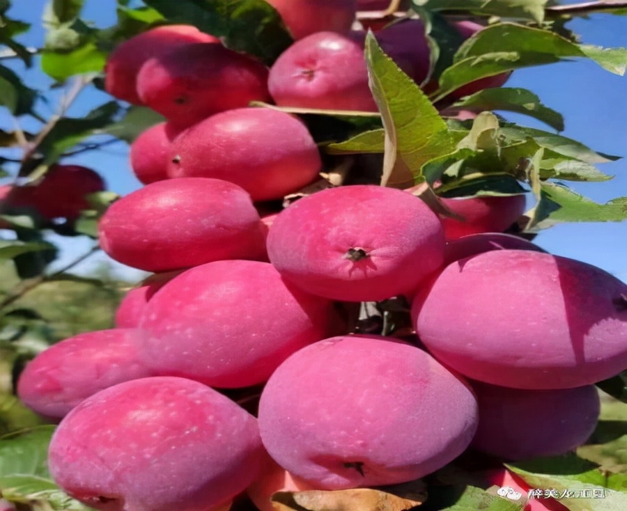 秋天的第一波大“瓜”终于藏不住了