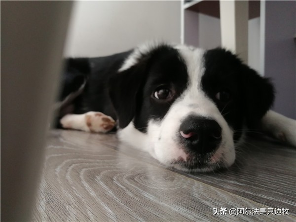 我想养狗,家人不让养怎么办,先冷静看看再决定