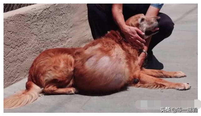 金毛患病被抛弃完整版,肿瘤金毛被抛弃