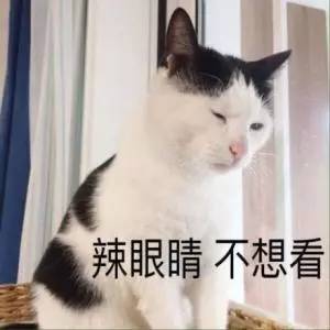 养猫常备药物推荐,铲屎官必备驱虫药