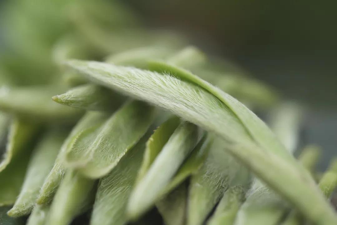 中国白茶第一饼2007年,白茶首日芽是什么意思