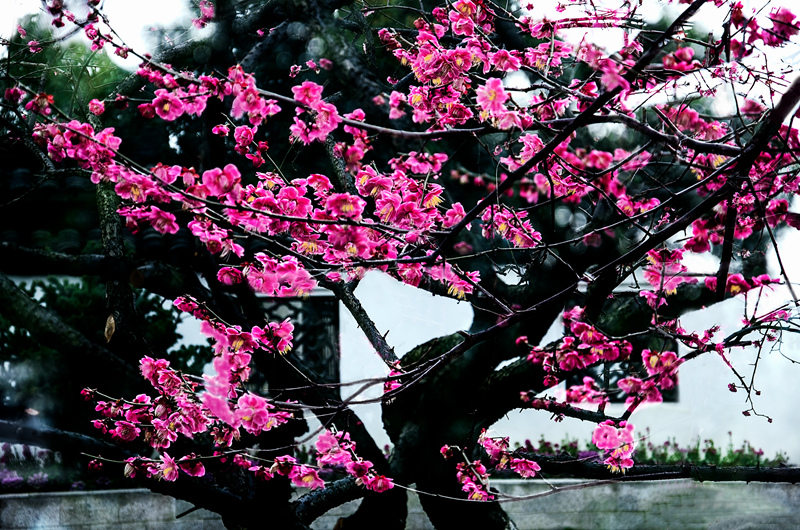 开到荼蘼花事了的意思,开到荼蘼花事了是谁说的