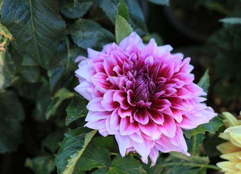 养好花要记住5个字,特大大丽花带花苞怎么养