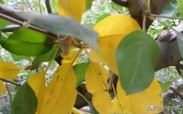 苹果缩果病严重吗,苹果裂果病的发病规律是什么