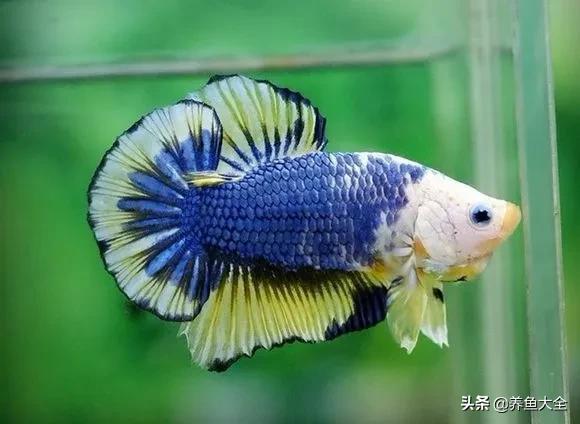 斗鱼官网图片,斗鱼的视频相册