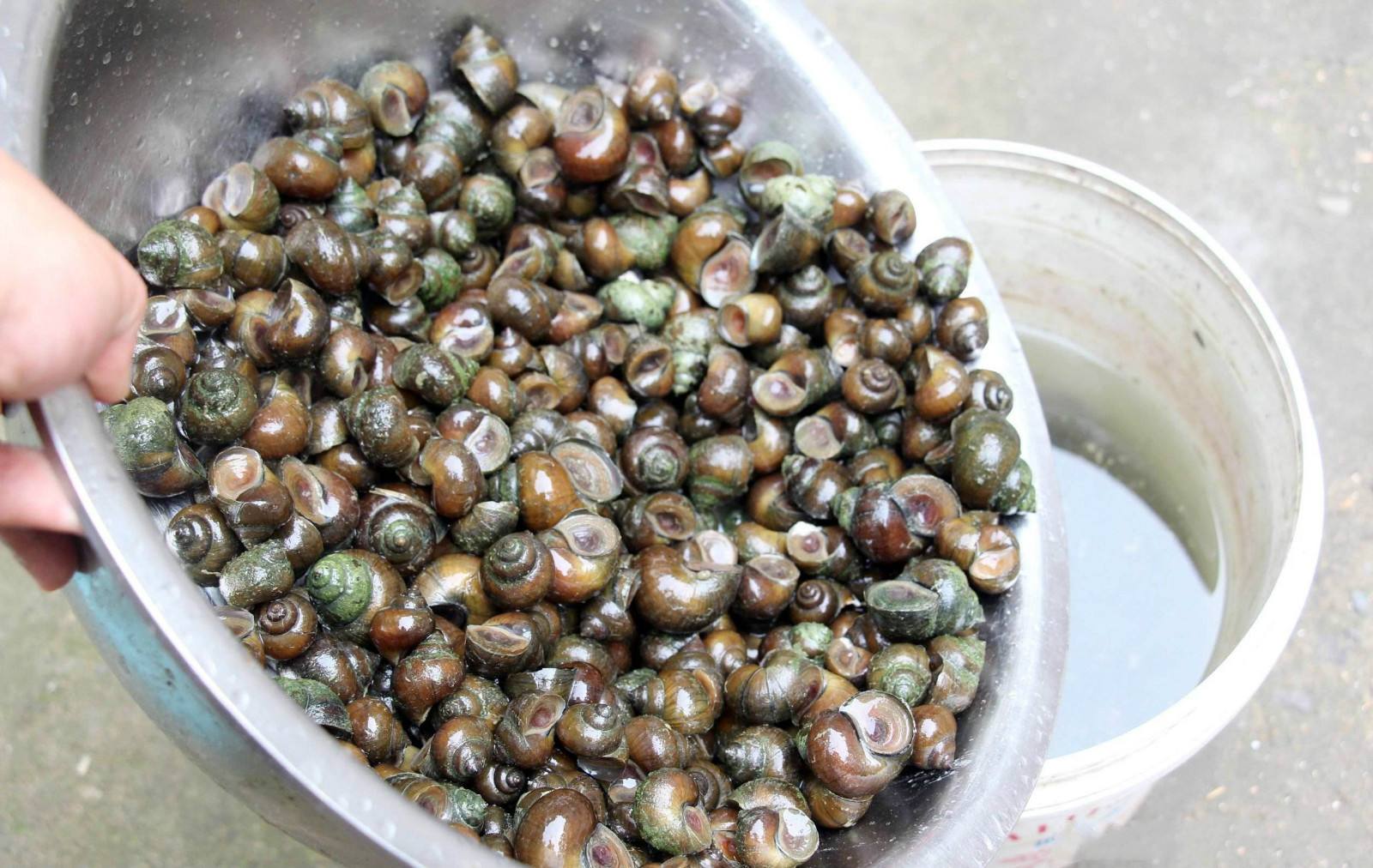 如何洗田螺里的小田螺,清洗田螺不能只放盐