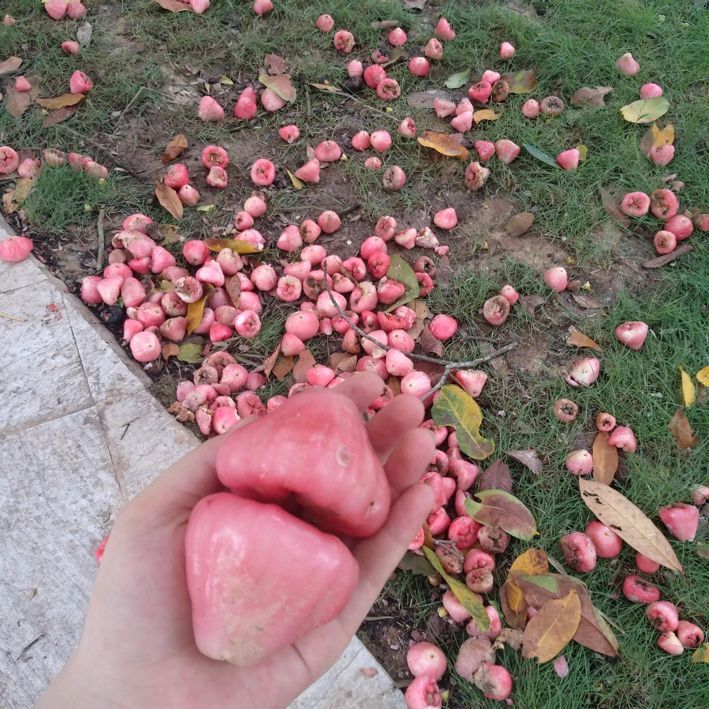 高考后想学临床医学,高考后想学中医