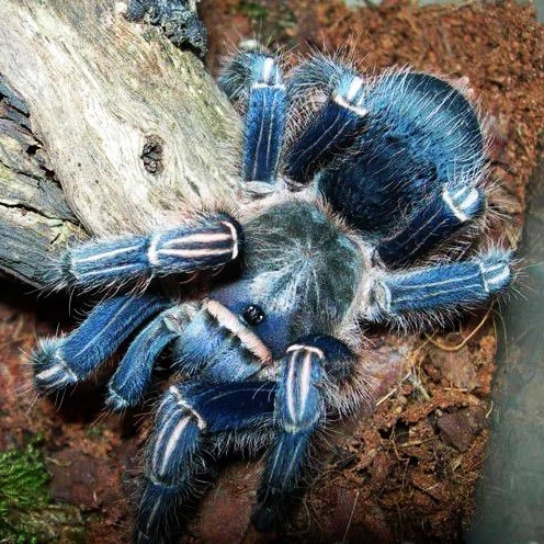 在野外奇形怪状的蜘蛛,各种宠物蜘蛛图片