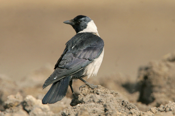 马致远三大诗,马致远最著名的诗