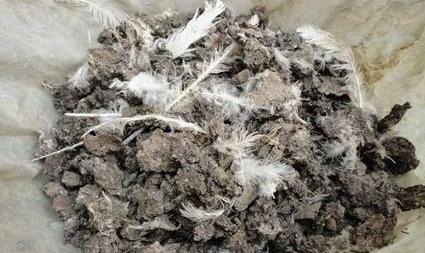 鸡粪烧苗最快的方法,鸡粪育苗烧苗怎么补救